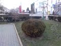 Distrus si tufa