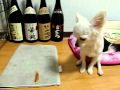 チワワ しつけ