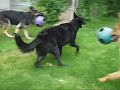 Adopt Celia the Black German Shephard Dog