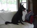 Adopt Celia the Black German Shephard Dog
