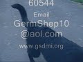 Adopt Celia the Black German Shephard Dog