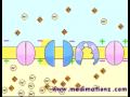 action potential