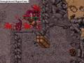videos de Tibia hunt Wyrm