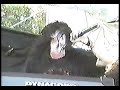 teledysk, klip, Cradle of Filth,- Of Mist And Midnight Skies