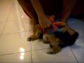 PoPo aggressive with its toy