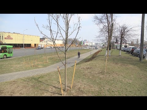 У Гомельскай вобласці высадзяць 38 000 дрэў видео