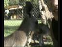 avc les kangourou.wmv avc les kangourou.wmv