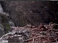 K-01 flies in to chase off intruder! K-01 flies in to chase off intruder!