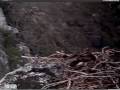 K-01 flies in to chase off intruder!