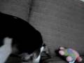 Thomas the Beagle