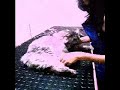 Peluqueria Felina