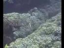 Ni'ihau Part 2