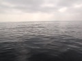 videos de Bait Ball Madness