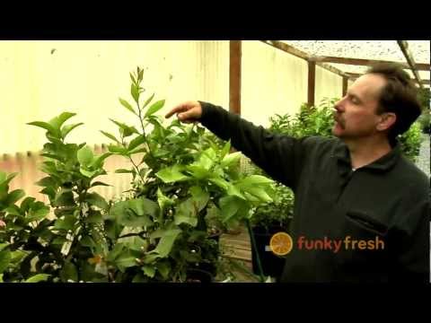 how to prune a lemon tree nz