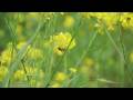 Flowers in the Wind HD by Agriturismo Marciano - Nikon D90 Video