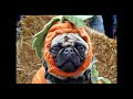 Dress Up Your Pets Dress Up Your Pets