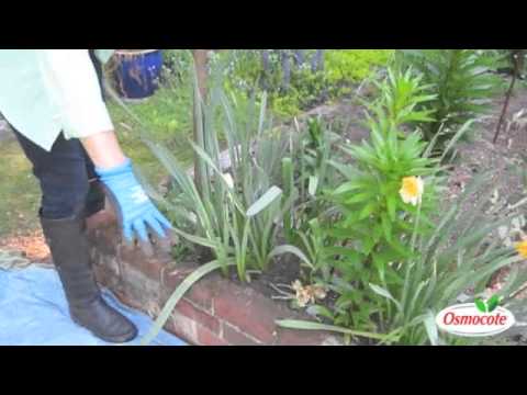 how to replant daffodils