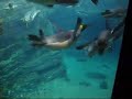 Penguin feeding time in Blijdorp