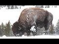 Winter Bison