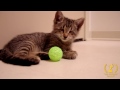 Inspirador video de gatito ciego