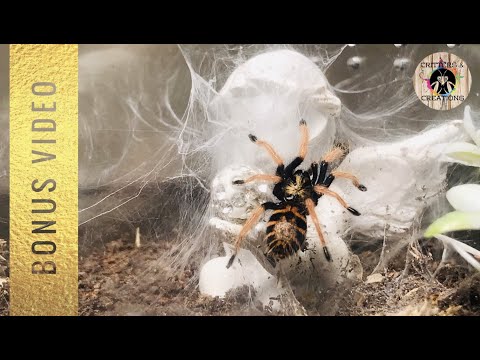 4 Reasons Why Your Tarantula Is Not Webbing Cute Monster Care