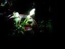 Dionea muscipula en la noche Dionea muscipula en la noche