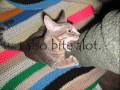 videos de Me Ember! The Skittle Kittle!