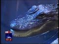 Abandoned Exotic Animal Overcrowding