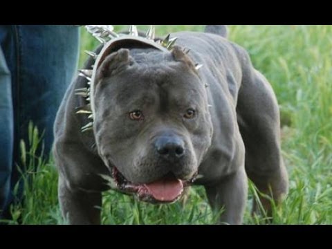 PERROS DE ATAQUE - Estos consejos pueden servirle para evitar ser atacado por un can, o para parar el ataque en caso que suceda.
