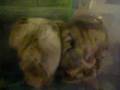 videos de Cute Cuples ( hamsters )