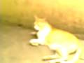 videos de Naruto soundtrack... with cats...