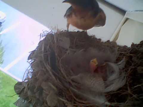 kvertrees - 30 days of swallows nest.