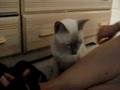 PashmaK(trying to get attention!)