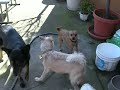 Click here to watch this video (5217) 2012 Feb 8 Bogey, Billy, Harvey, Zooey, Kona,Koda, Tappi, Benji.AVI