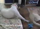 Phinnaeus and the Green Ball