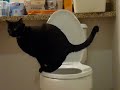 Sheboo goes poo Sheboo goes poo