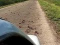 Crab Road