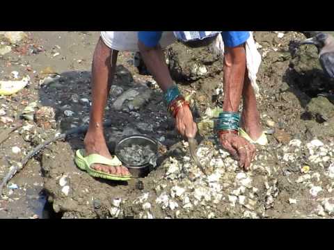 how to collect oysters