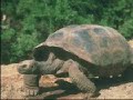 Teoría evolutiva: su desarrollo Teoría evolutiva: su desarrollo