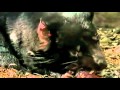 Satan's Best Friend-The Tazzy Devils (original narration by Randall)