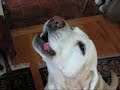 Buddy, The Singing Dog...A Virtuoso Buddy, The Singing Dog...A Virtuoso