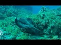 Click here to watch this video Stingray-RasMo.mpeg
