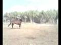 videos de dandole picadero al caballo