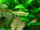 Fish tank, planted aquarium, Aquário, akwarium roslinne
