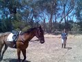 Lunging Chief Lunging Chief