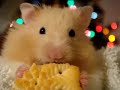 Binky eating Mr. Cracker Binky eating Mr. Cracker