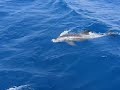 Delfinek a Vörös tengeren / Dolphins on the Red Sea