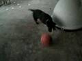 Sadie playing soccer