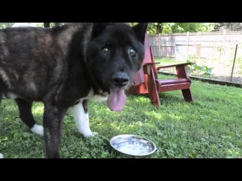 how to care for an akita dog