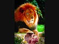 kurdish lion & ataturk